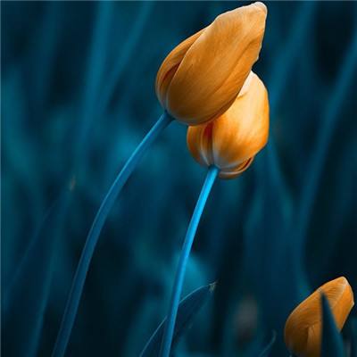 眼镜蛇秘密行动